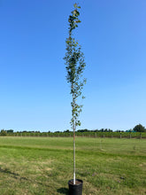 Load image into Gallery viewer, Towering Poplar Tree
