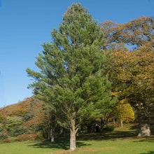 Load image into Gallery viewer, Eastern White Pine Tree