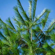 Load image into Gallery viewer, Eastern White Pine Tree
