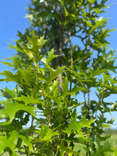 Load image into Gallery viewer, Green Pillar Oak