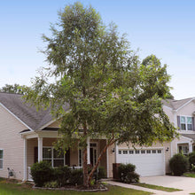 Load image into Gallery viewer, Heritage River Birch Tree (Single Stem)