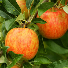 Load image into Gallery viewer, Honeycrisp Apple Trees For Sale - Beamsville, Ontario