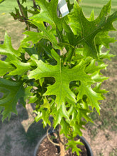 Load image into Gallery viewer, Green Pillar Oak