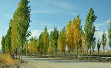 Load image into Gallery viewer, Towering Poplar Tree