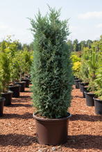Load image into Gallery viewer, Taylor Juniper Tree