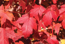 Load image into Gallery viewer, Redpointe Red Maple Trees For Sale - Beamsville, Ontario