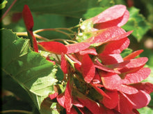 Load image into Gallery viewer, Hot Wing Maple