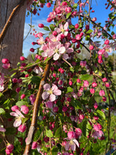 Load image into Gallery viewer, Flowering Crab Apple (Weeping)