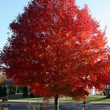 Load image into Gallery viewer, Redpointe Red Maple Trees For Sale in Beamsville and the Niagara Region