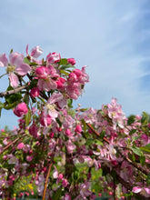 Load image into Gallery viewer, Flowering Crab Apple (Weeping)