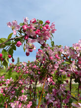 Load image into Gallery viewer, Flowering Crab Apple (Weeping)