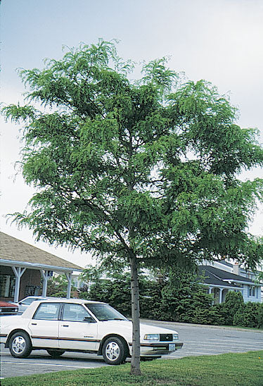 When is the best time to plant a tree?