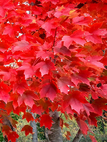 Autumn Blaze Maple: What is it?