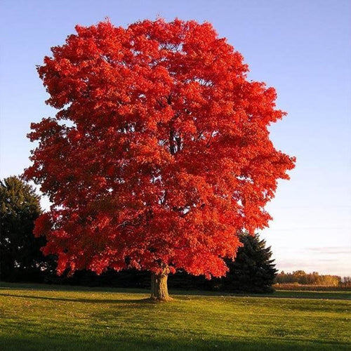 All about red maple trees!