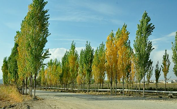 Columnar Trees – Niagara Tree Company