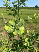 Load image into Gallery viewer, Ginkgo biloba ‘Princeton Sentry’
