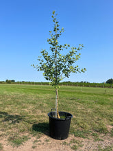 Load image into Gallery viewer, Ginkgo biloba ‘Princeton Sentry’
