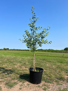 Ginkgo biloba ‘Princeton Sentry’