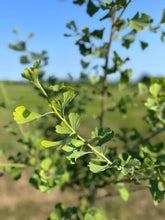 Load image into Gallery viewer, Ginkgo biloba ‘Princeton Sentry’
