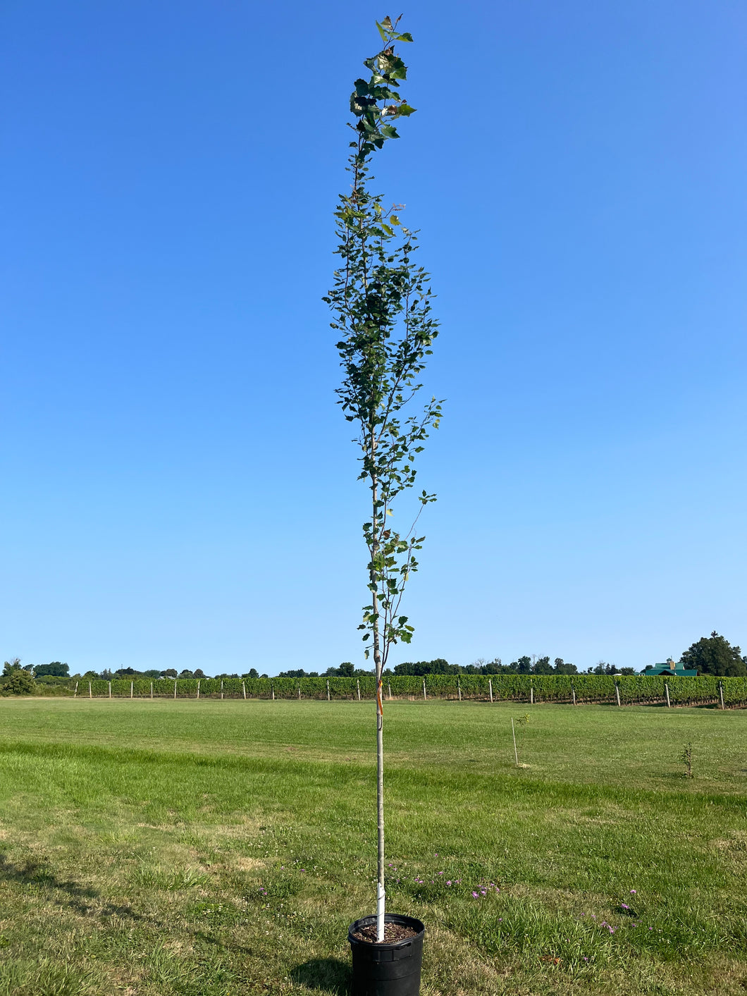 Towering Poplar Tree