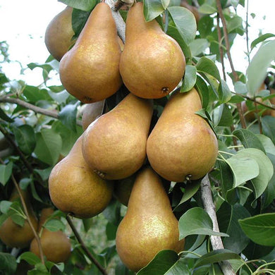 Bosc Pear Trees For Sale - Beamsville, Ontario