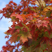 Load image into Gallery viewer, Autumn Blaze Maple Trees For Sale - Beamsville, Ontario
