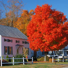 Load image into Gallery viewer, Autumn Blaze Maple Trees For Sale - Beamsville, Ontario
