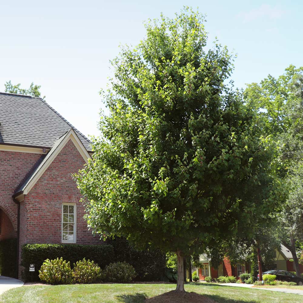 Autumn Blaze Maple Tree – Niagara Tree Company