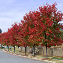 Load image into Gallery viewer, Autumn Blaze Maple Trees For Sale - Beamsville, Ontario
