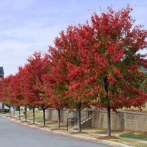 Autumn Blaze Maple Trees For Sale - Beamsville, Ontario