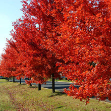 Load image into Gallery viewer, Autumn Blaze Maple Trees For Sale - Beamsville, Ontario
