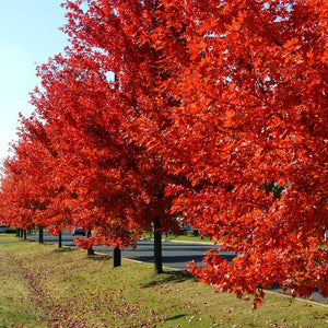 Autumn Blaze Maple Trees For Sale - Beamsville, Ontario