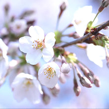 Load image into Gallery viewer, Bing Cherry Trees For Sale - Beamsville, Ontario
