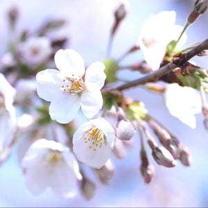 Bing Cherry Trees For Sale - Beamsville, Ontario