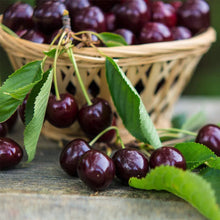 Load image into Gallery viewer, Bing Cherry Trees For Sale - Beamsville, Ontario
