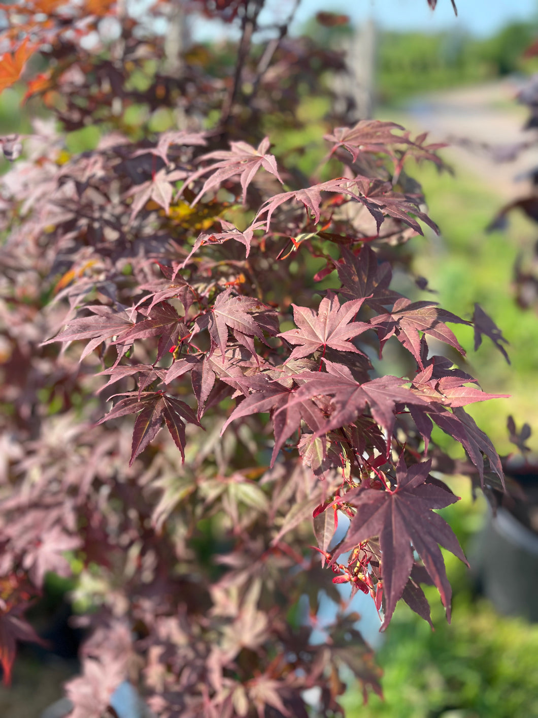 Bloodgood Japanese Maple