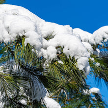 Load image into Gallery viewer, Eastern White Pine Tree
