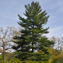 Load image into Gallery viewer, Eastern White Pine Tree
