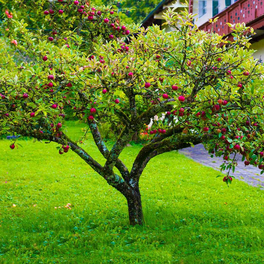 Fuji Apple Tree