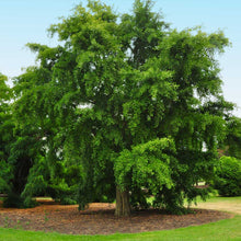 Load image into Gallery viewer, Gingko Biloba Tree
