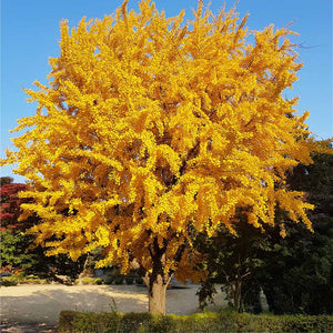 Gingko Biloba Tree