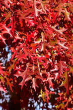 Load image into Gallery viewer, Green Pillar Oak
