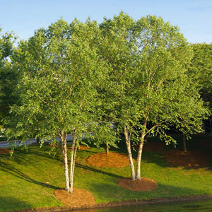 Heritage River Birch Tree (Single Stem)