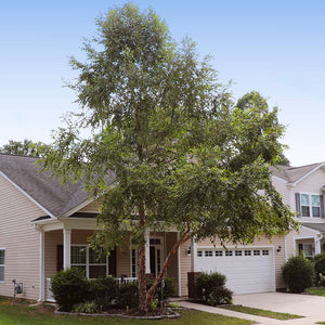 Heritage River Birch Tree (Single Stem)