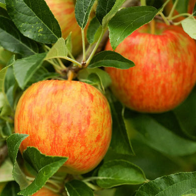 Honeycrisp Apple Trees For Sale - Beamsville, Ontario