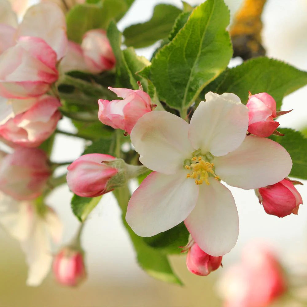 Honey Crisp Apple Trees – Niagara Tree Company