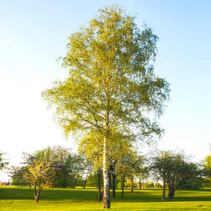 Paper Birch Trees (Single Stem)