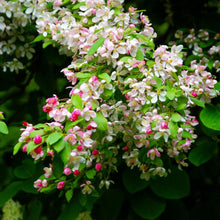 Load image into Gallery viewer, Red Delicious Apple Tree
