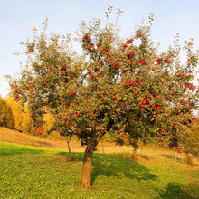 Load image into Gallery viewer, Red Delicious Apple Tree
