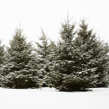 Load image into Gallery viewer, White Spruce Tree
